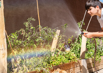 Boy watering the vegetable and tomatoes garden. Growth concept. Healthy lifestyle and sustainability