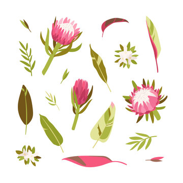 A set of protea flowers, as well as colored large leaves. Flat illustration with elements for the design of printing and other designs