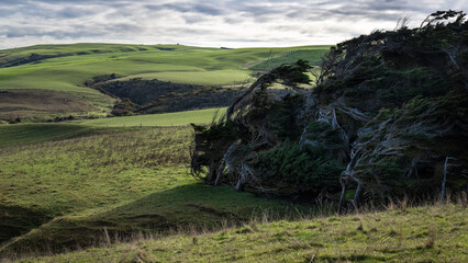 Landscape of Slope Point, trees bent by the extreme winds that blow up from Antarctica....