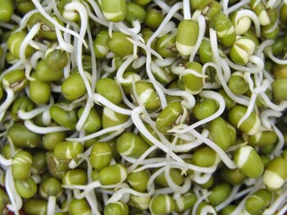 Sprouted mung beans 