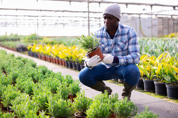 Portrait of positive american man gardener holding green seedlings in pot at greenhouse