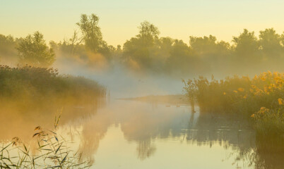 The edge of a foggy lake with reed and withered wild flowers in wetland in sunlight at sunrise in autumn, Almere, Flevoland, The Netherlands, September, 2022