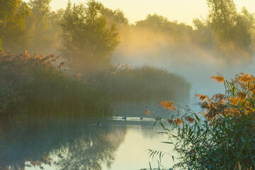 The edge of a foggy lake with reed and birds in wetland in sunlight at sunrise in autumn, Almere,...