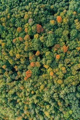 colorful tree leaves from drone, forest in autumn colors