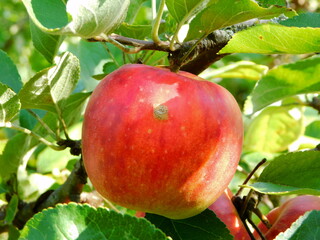 An apple hangs on a tree