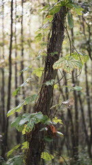tree in the forest background