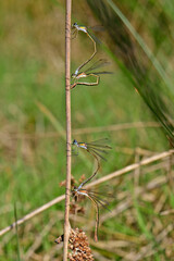 mating of the Small spreadwing // Kleine Binsenjungfer 