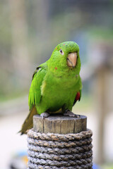 green winged macaw