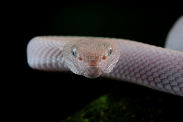 Close up detail shot of female pink white mangrove pit viper Trimeresurus purpureomaculatus 