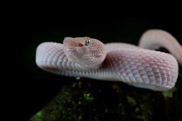 Close up detail shot of female pink white mangrove pit viper Trimeresurus purpureomaculatus 
