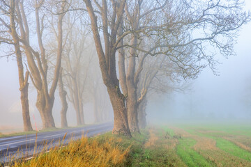 Fototapeta na wymiar Tree lined road a misty morning