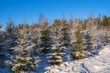 Snowy spruces in the forest