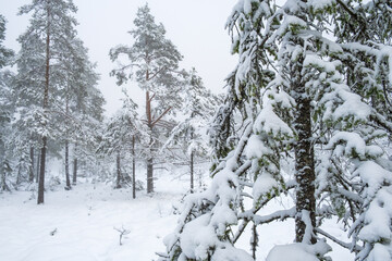 Snowy spruce branch in an old forest