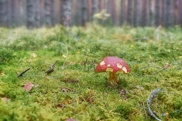 Close-up of a porcini mushroom with a eaten cap. Old porcini mushroom with a dark hat on the background of the forest.