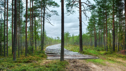 The road through the swamp for transporting timber. A log bridge across a swamp.