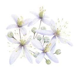 Small white clematis flowers and buds hand drawn in watercolor isolated on a white background. Watercolor illustration.	