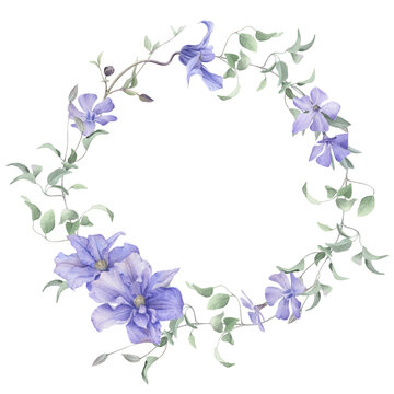 A floral wreath of the lilac clematis flowers, buds and curly branches with green leaves hand drawn in watercolor isolated on a white background. Watercolor illustration. Watercolor floral wreath.
