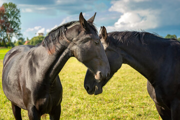 Two beautiful black horses cuddling to each other