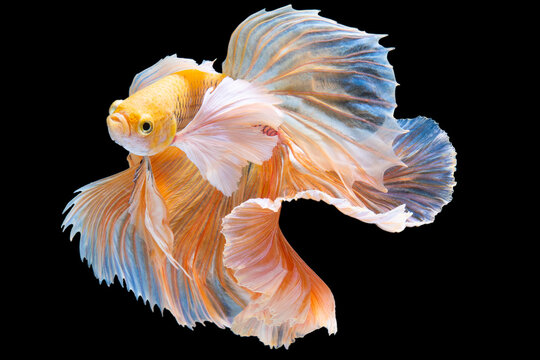 Beautiful movement of yellow betta fish, yellow Siamese fighting fish, Betta splendens isolated on black background. Studio shot.