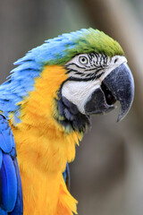 blue and yellow macaw