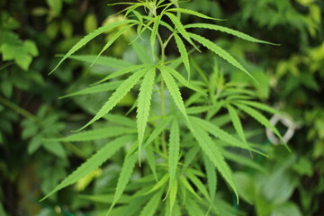 close up of hemp