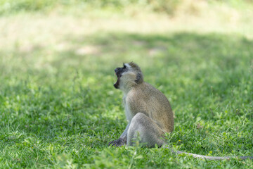 Eating langur. Closeup portrait of Tufted gray langur (Semnopithecus priam), also known as Madras gray langur, and Coromandel sacred langur