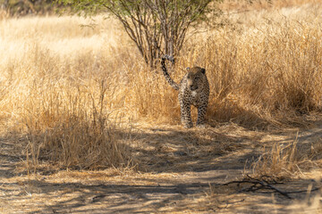 leopard in the African savannah waiting for prey Namibia.