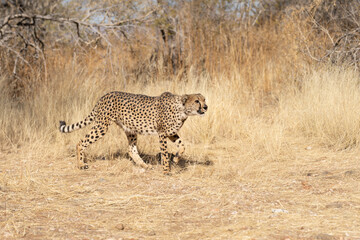cheetah in the African savannah waiting for prey Namibia.