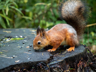 Squirrel in the forest looking for nuts or seeds. Squirrel eat