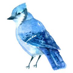 watercolor illustration with blue jay
