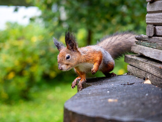 Squirrel in the forest near his house.