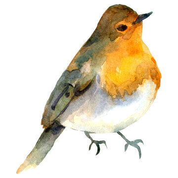 recommend clip art: watercolor illustration with robin bird
