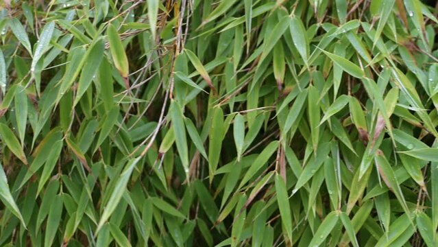 green bamboo leaves background