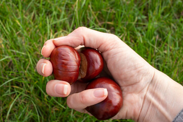 Chestnuts in female hand. Handful of chestnuts. POV woman holding chestnuts on green grass background in autumn park. Top view, copy space  