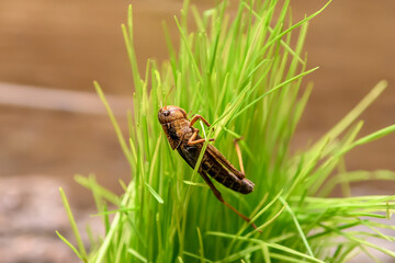 Grasshopper in the grass