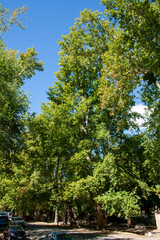 oversized western banana in a continental mediterranean climate