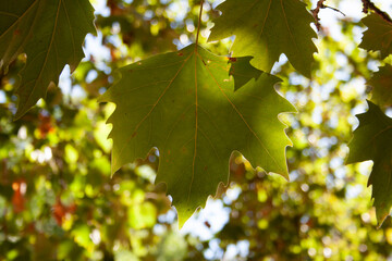 oversized western banana in a continental mediterranean climate