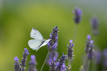 one cabbage butterfly on lavender