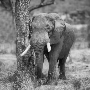 male elephant in black and white