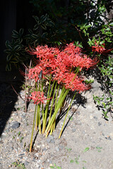 ヒガンバナとアゲハチョウ