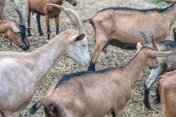 the herd of goats
