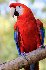 blue and yellow macaw