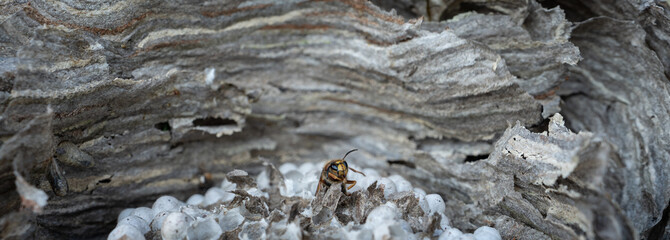Closeup of wasp head over the nest, wide panorama