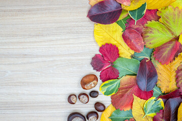 Creative layout made of dried leaves  and few chestnuts in autumn on a wooden table with neutral space. Flat lay. Autumn nature leaves concept.