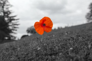 Fototapeten Poppy flower - symbol of remembrance World War I, seen in France, nearby Verdun © Farbzauber