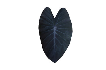 Isolated elephant ear leaf or black magic leaf with clipping paths.