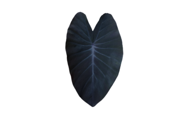 Isolated elephant ear leaf or black magic leaf with clipping paths.