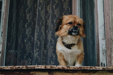 Dog in the window