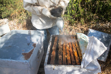 Beekeeping, freshly hatched honeycombs with bees from the beehive. Honey and bee.