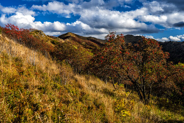 Fototapeta premium The palette of autumn colors in the mountains. Bukowe Berdo, Bieszczady National Park, Carpathians, Poland.